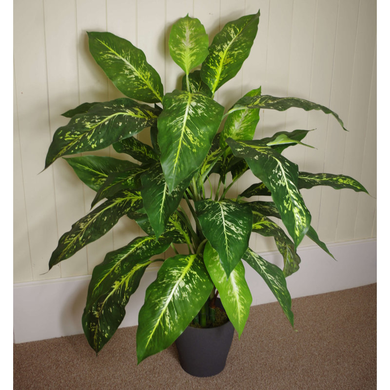 Coffee Cups' elephant's ear FineGardening Coffee Cups' elephant's ear FineGardening